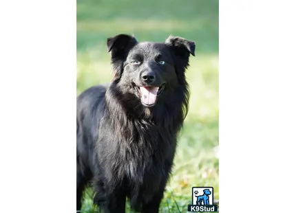 a black australian shepherd dog with its mouth open